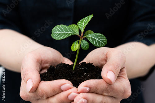Green plant in the hand, sprout earth.