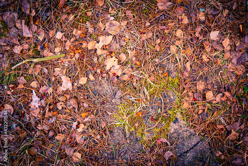 Cones and needles from coniferous trees lie on the ground in the forest. Close up view from above