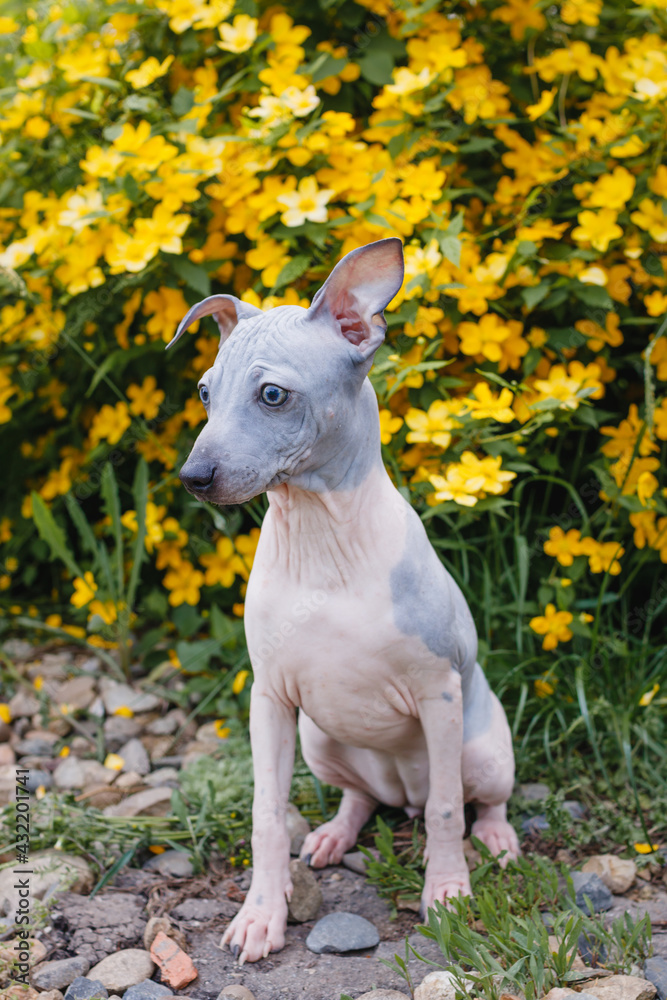 American Hairless Terrier puppy on the background of a bush with yellow flowers. American Hairless Terrier puppy on the background of a bush with yellow flowers.