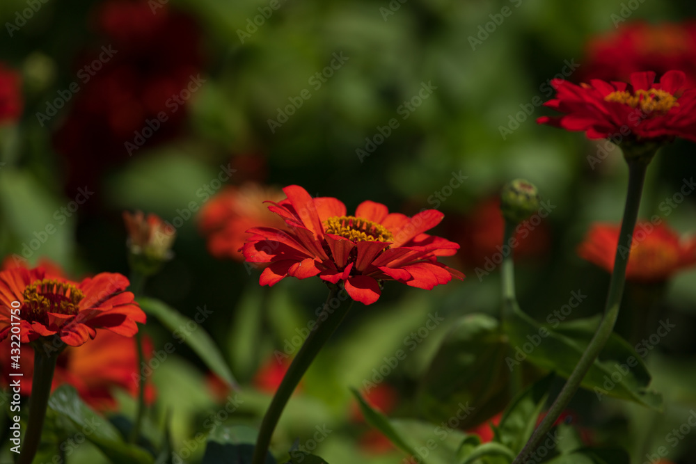 Selective Focus on orange Zinnia Flowers against blurred background. Gardening Beauty in spring time.