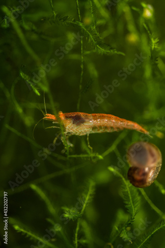 shrimp in the aquarium © Laurenx