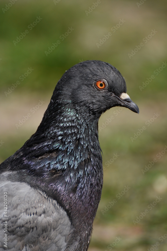 gray pigeon gray pigeon