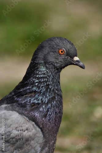 gray  pigeon 