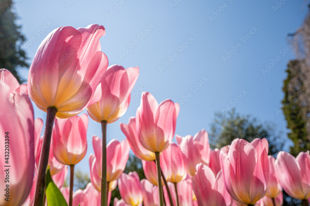 Bright pink tulips on blue sky background. Colorful spring composition. Bright pink tulips on blue sky background. Colorful spring composition.