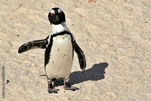 Penguin African / Spheniscus demersus /. At Boulders Beach. South African Republic. photo