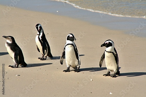 Penguin African / Spheniscus demersus /. At Boulders Beach. South African Republic.