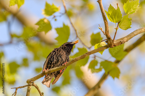 Beautiful starling in a tree with leaves in bokeh background