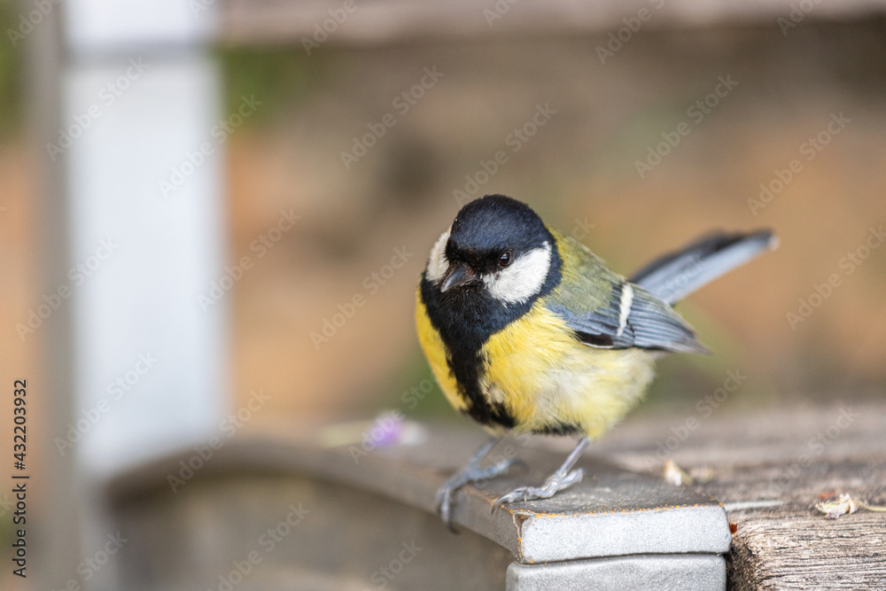 Naklejka premium Mésange charbonnière - Parus major - Great Tit