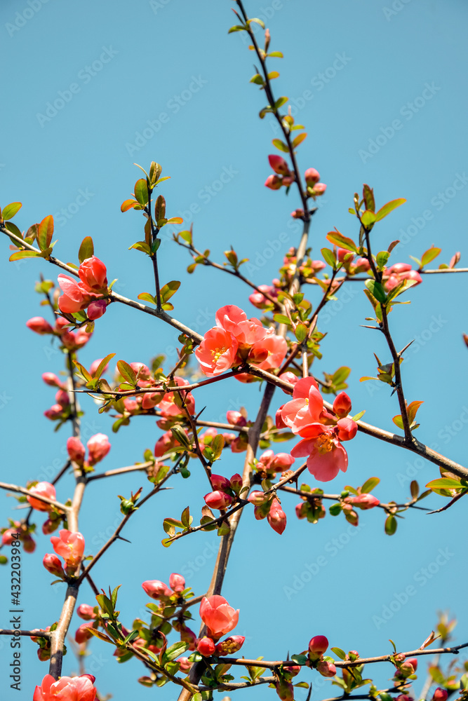 Pink flowers on branches of shrub Japanese quince against blue sky in spring. Beautiful spring flowering. Vertical photo. Selective focus. Pink flowers on branches of shrub Japanese quince against blue sky in spring. Beautiful spring flowering. Vertical photo. Selective focus.