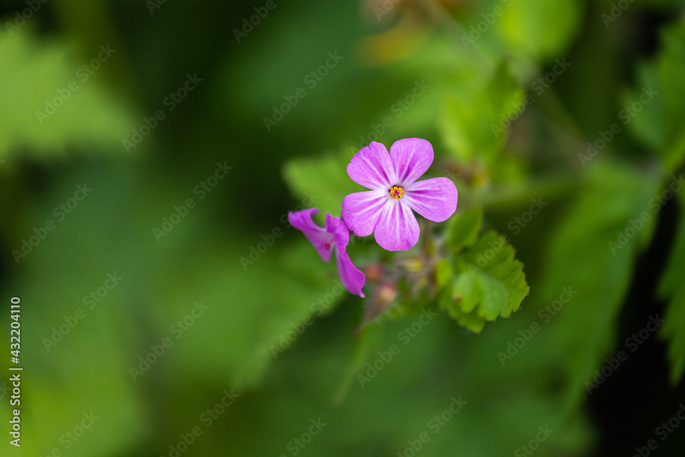 Purple flower close-up on green background in the wild Purple flower close-up on green background in the wild