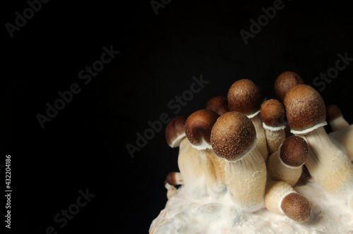 Micro growing of Psilocybe Cubensis on black background. Mycelium block of psychedelic psilocybin mushrooms Golden Teacher. Macro view, close-up. Micro-dosing concept. photo