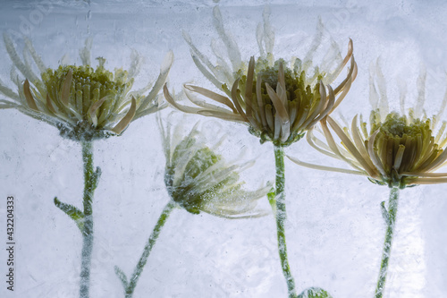 Gelbe Chrysanthemen in Eis 2 © Marc Heiligenstein