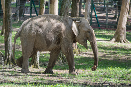 african elephant at zoo in Mures