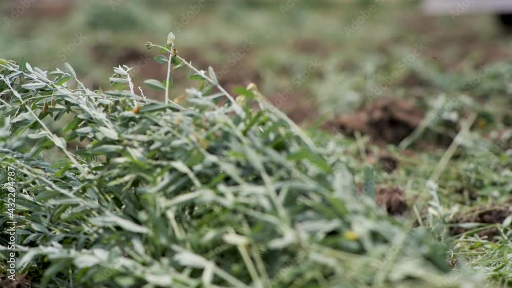 Car plowing flowers, Po Thoeng. It is a good fertilizer for cultivating. Car plowing flowers, Po Thoeng. It is a good fertilizer for cultivating.