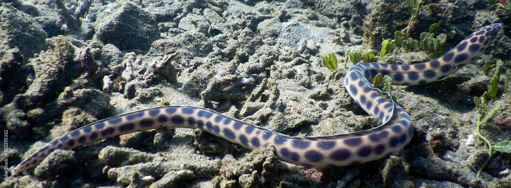 Fototapeta premium Costa Rica Pacific Sea Life