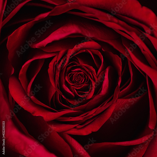 Beautiful Abstract Red Rose