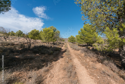 forest track among a pine forest