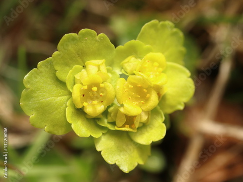 Chrysosplenium alternifolium. Datail on a yellow-green flower growing in the grass. photo