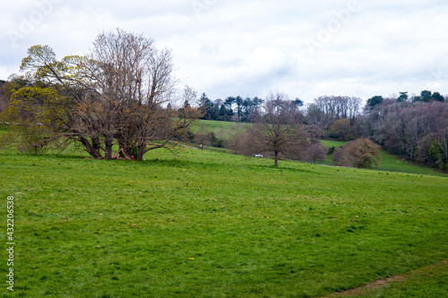 Meadow in a park, Bristol, UK