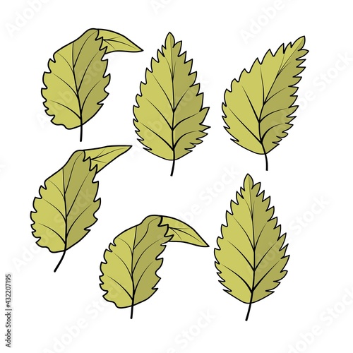 Abstract leaves for decorative design. Nature background vector.
