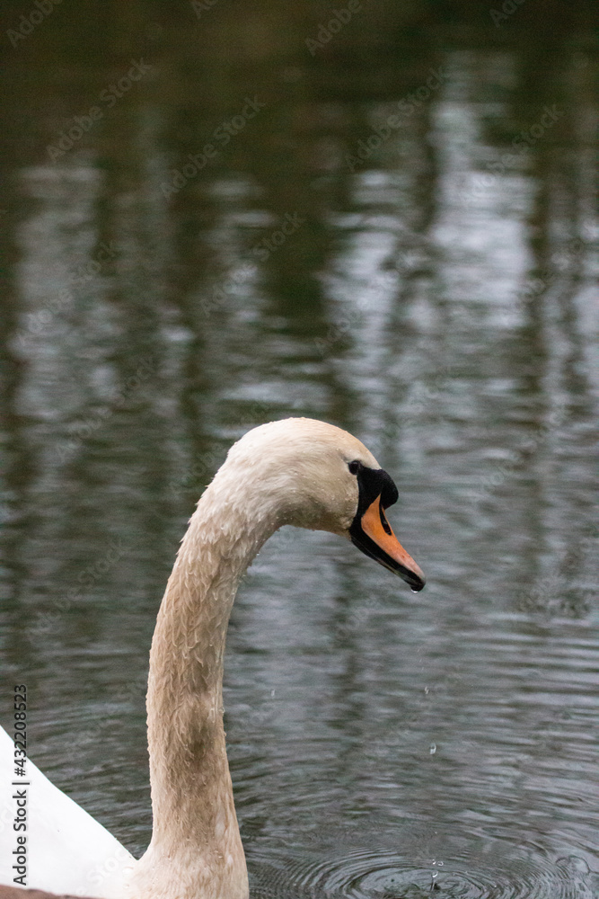 Fototapeta premium Swan on a lake in a park