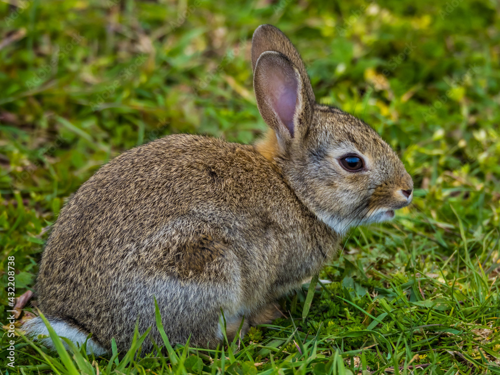 Obraz premium Cute rabbit closeup close up on green grass