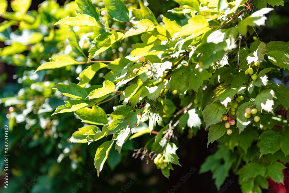 Obraz premium Berries on a branch. An orchard. Summer season. Harvest.