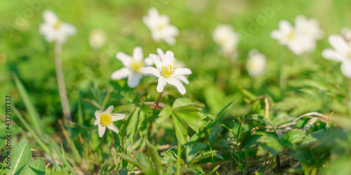 white flowers among greenery, soft focus, blurry background