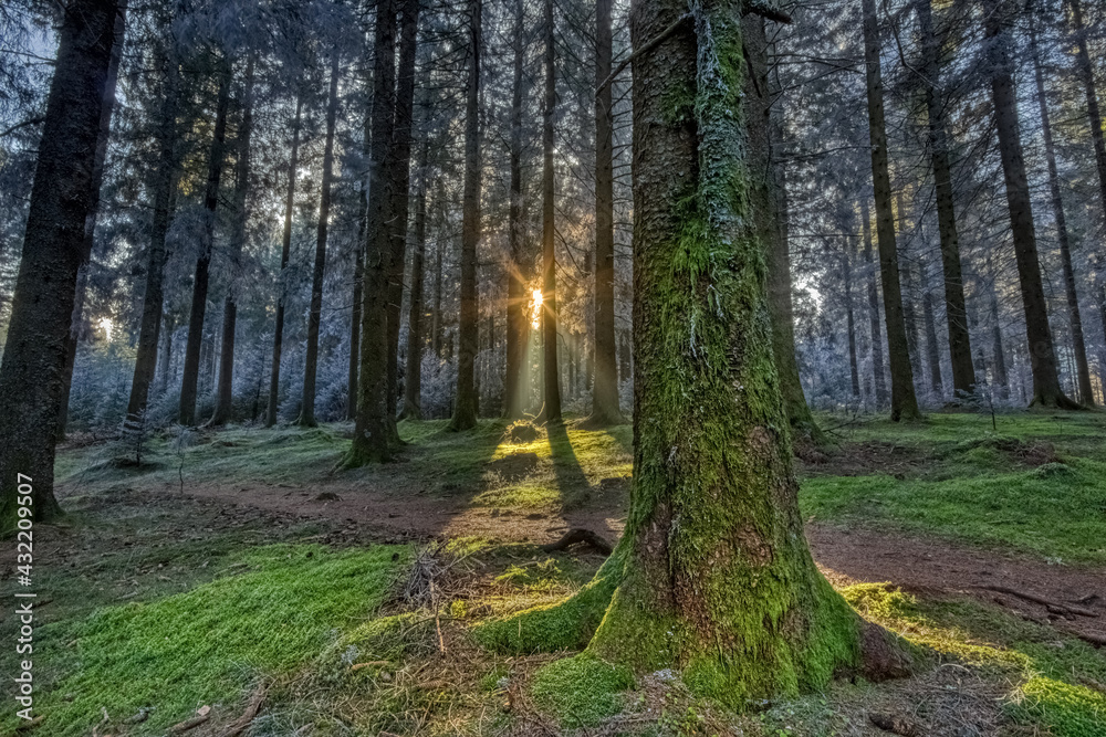 Fototapeta premium Frozen moss with sun rays in the Simonswald, in the Black Forest, Southwest Germany