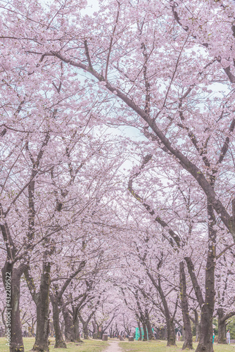 桜と公園 © nakagawa takayo