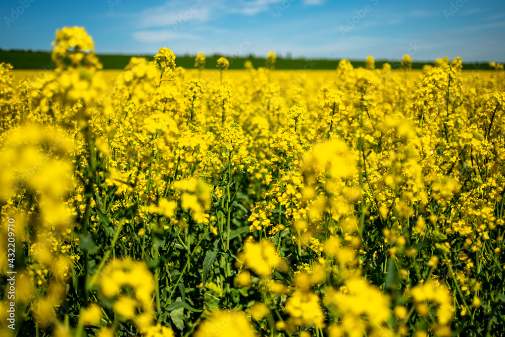 Fototapeta premium Rapeseed's field and a blue sky