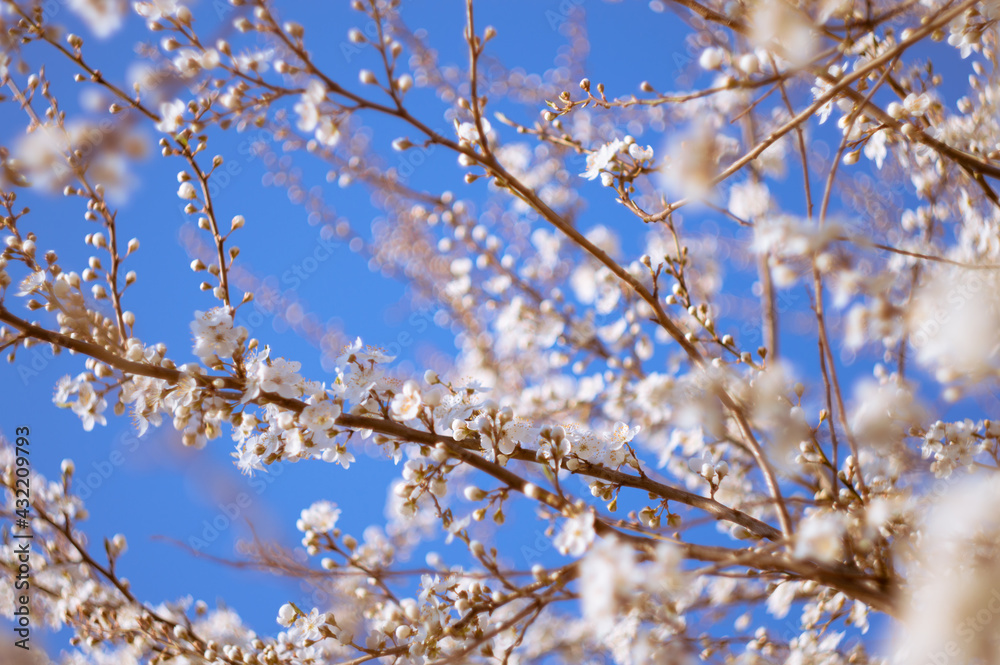 Flowering fruit tree with beautiful white flowers and blue sky on the branches. Background out of focus