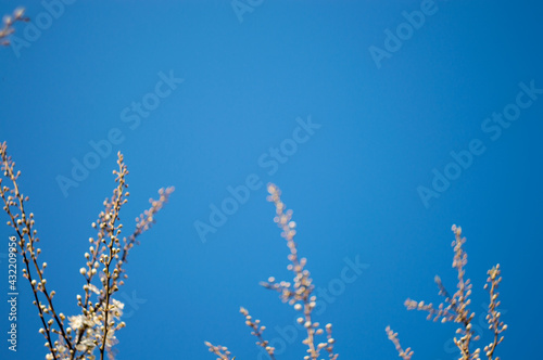 Flowering tree branches at the bottom of the photo with place for sign and blue sky.