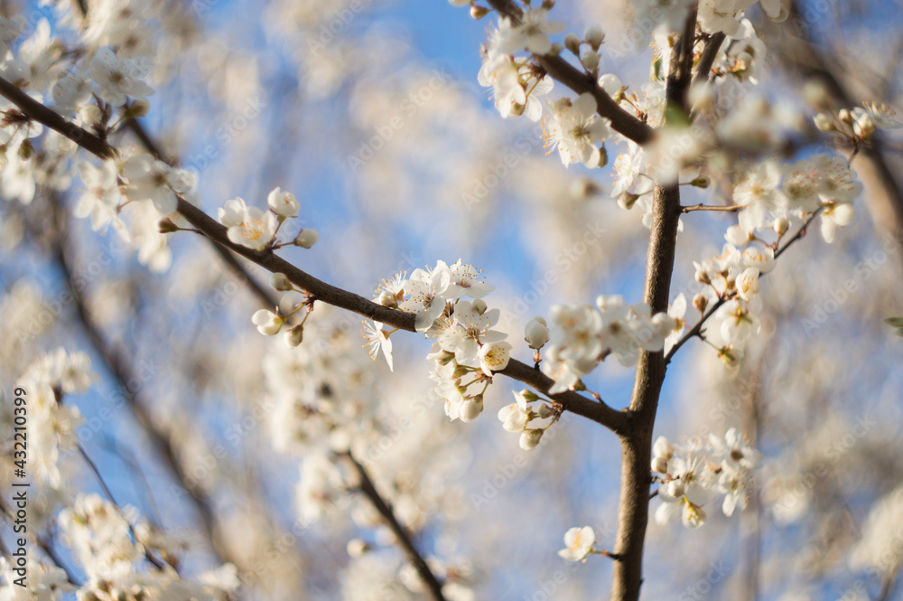 Beauty in nature of white spring cherry blossom in full bloom under clear blue sky. Beauty in nature of white spring cherry blossom in full bloom under clear blue sky.