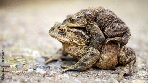 Toads mating in Spring time