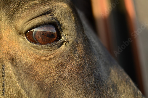 Close up of a horse © Diego