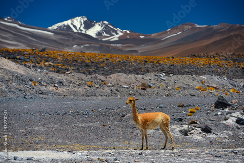 A lonely young vicuña at the high altitude volcanic landscape of the Paso de San Francisco international mountain pass, Catamarca, Argentina. © Pedro