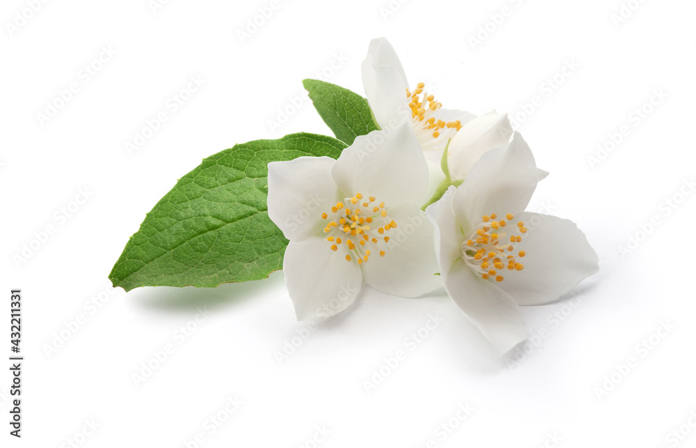 Obraz premium Branch of blossoming jasmine