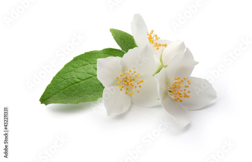 Branch of blossoming jasmine