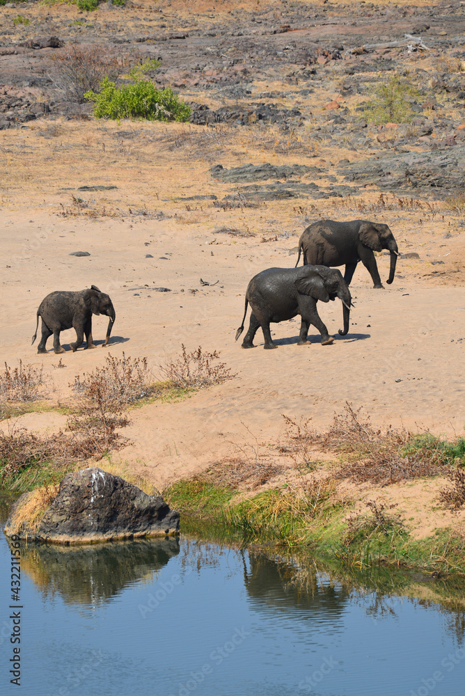 Obraz premium A family of African elephants after drinking on the Olifants river, Kruger National Park, South Africa