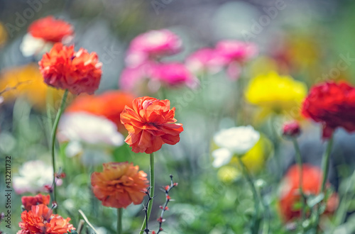 Colorful Ranunculus flowers or Ranunculus asiaticus or the Persian buttercup, close up. Selective focus. Flower background. Mother day concept.