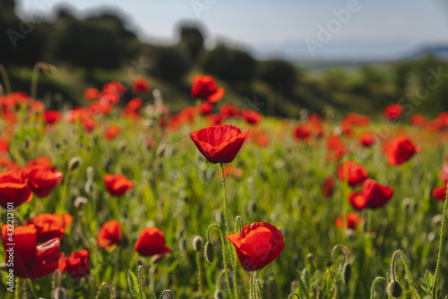 Campo verde lleno de amapolas y trigo