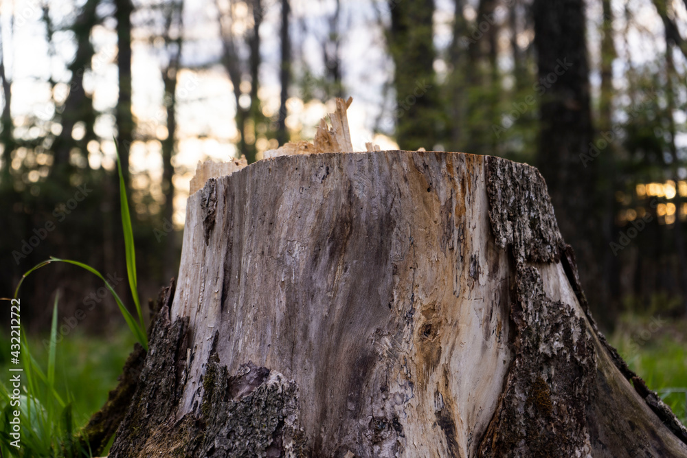 Obraz premium Close Ups of tree trunk.