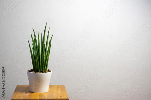 Modern trend plant sansevieria cylindrica in a white pot with free copy space for text on grey background, minimal home design