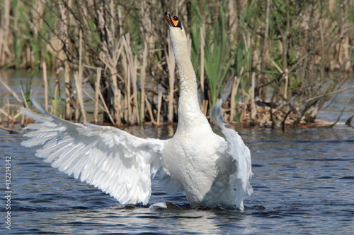 A mute swan flapping his wings on the lake