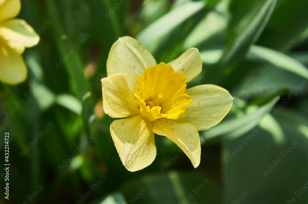 Yellow daffodil flower in the garden close up Yellow daffodil flower in the garden close up