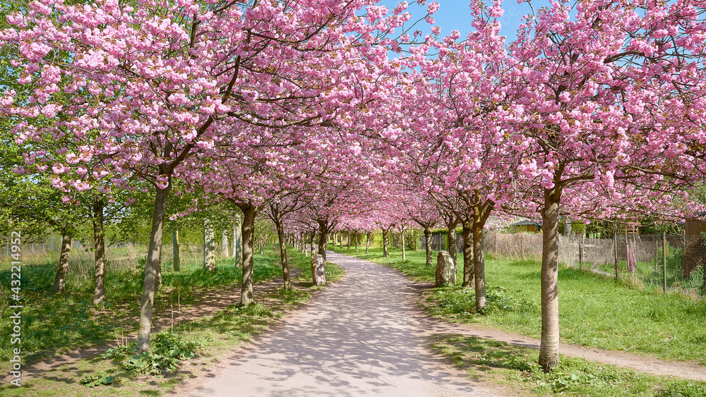 Alley of blossoming cherry trees called Mauer Weg English: Wall Path following the path of former Wall in Berlin, Germany. Bright sunlight with shadows. Alley of blossoming cherry trees called Mauer Weg English: Wall Path following the path of former Wall in Berlin, Germany. Bright sunlight with shadows.