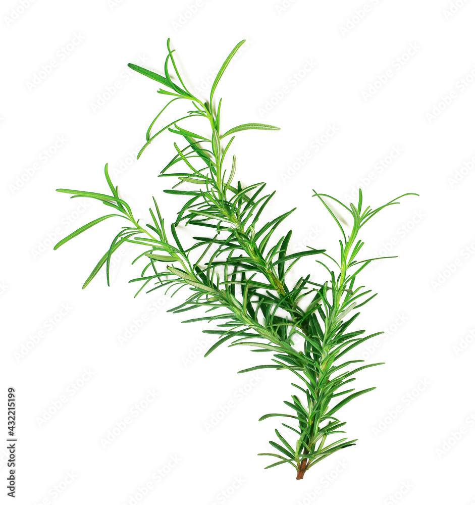 Fototapeta premium Rosemary sprigs on white background isolated