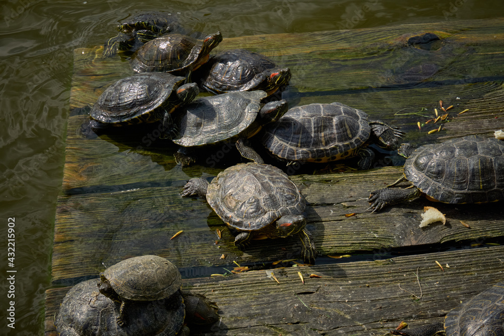 Turtles basking in the sun on a wooden platform in the water. Turtles basking in the sun on a wooden platform in the water.