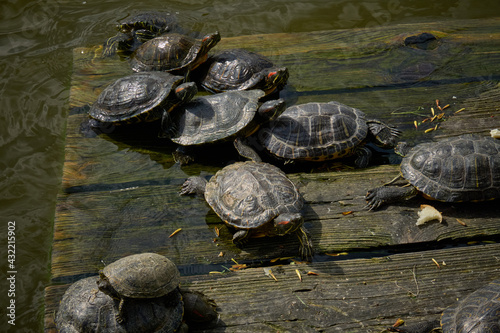 Turtles basking in the sun on a wooden platform in the water.